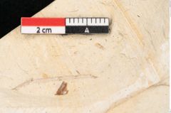 Foto (Detailansicht) von Arbutus serra Unger (NHMW-GEO-2024-0188-8178)